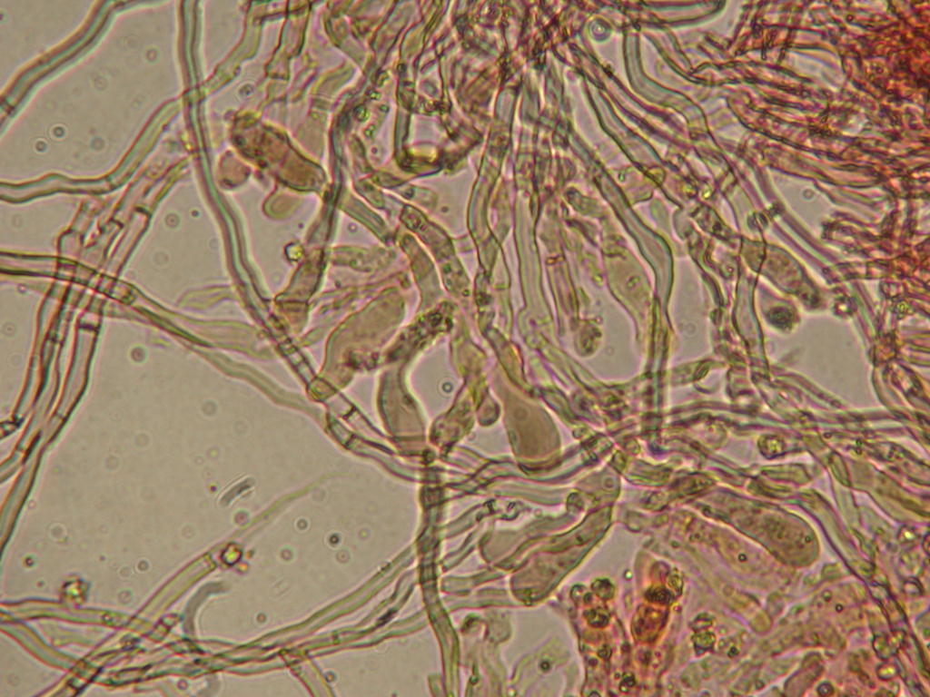 Difficile... chiss� ? QUIZ